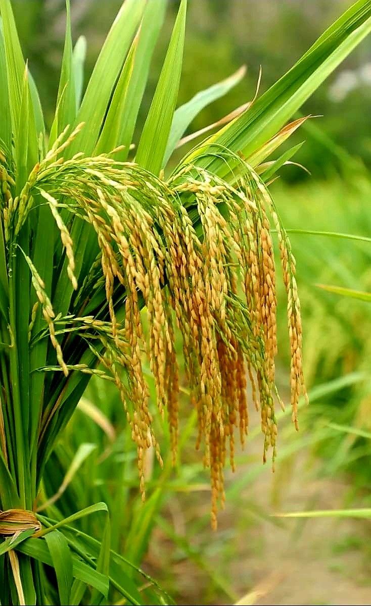 Flour milling